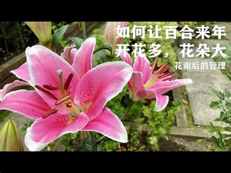 百合花是完全花嗎|百合花是完全花還是不完全花